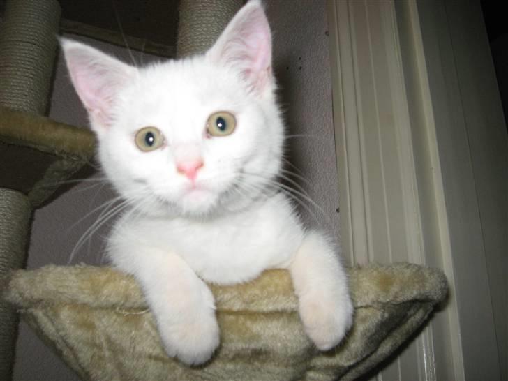 Huskat daisy - lille hvide daisy billede 6