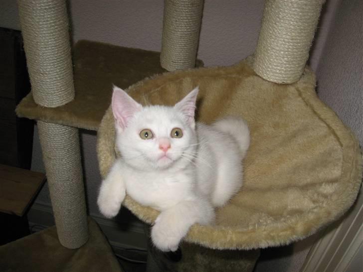 Huskat daisy billede 7