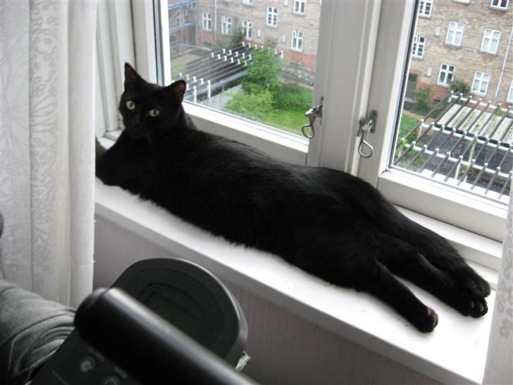 Huskat Pepsi - se hvor stor og tyk jeg er blevet  (10-07-2007) billede 9