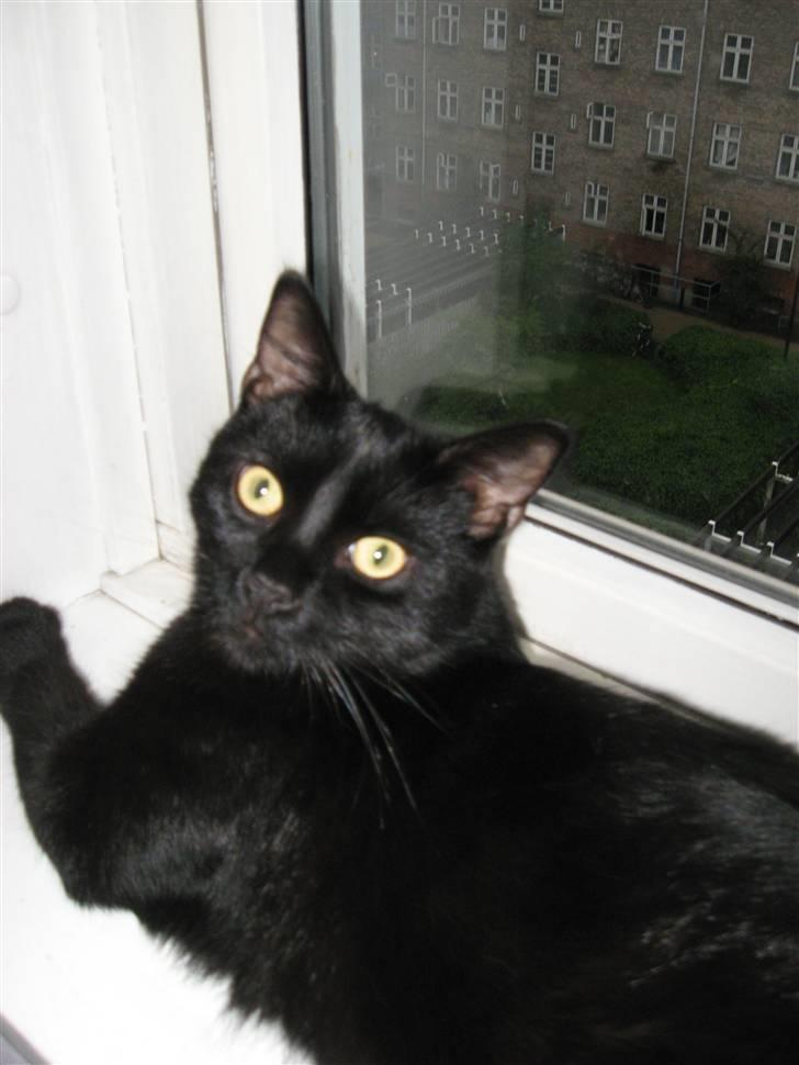 Huskat Pepsi billede 10