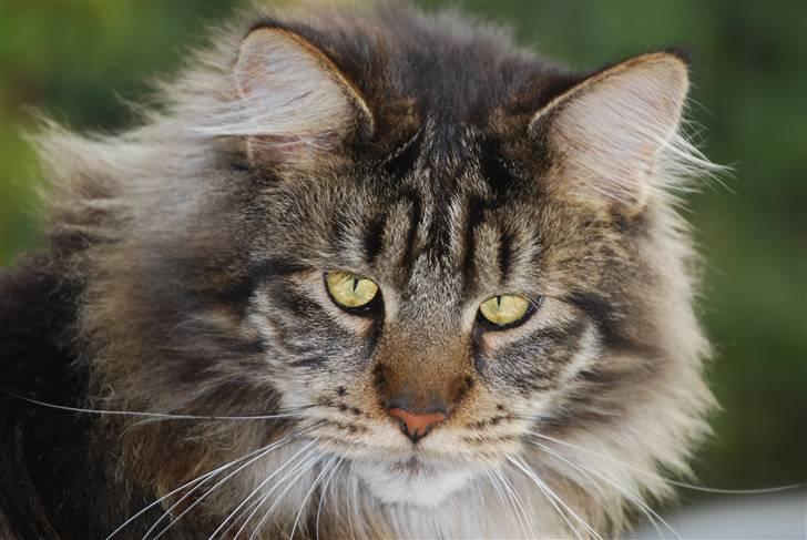 Maine Coon heartbreaker billede 1