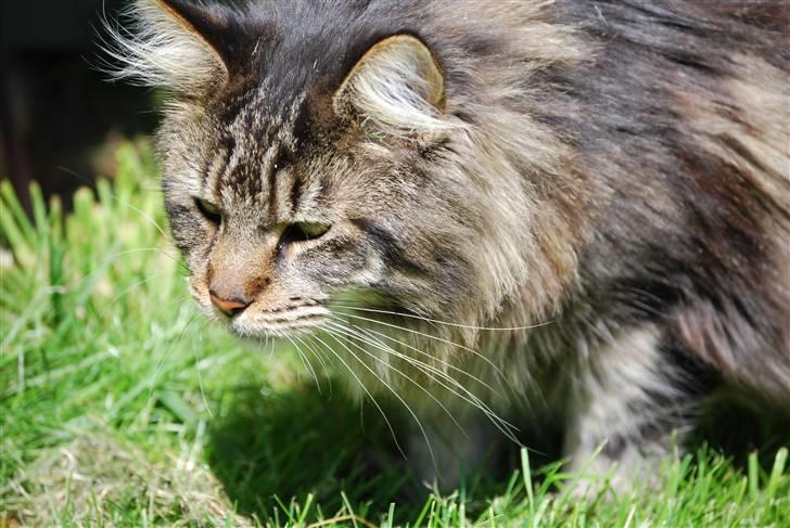 Maine Coon heartbreaker billede 2