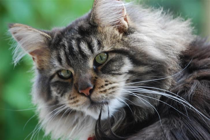 Maine Coon heartbreaker billede 3