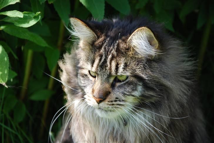 Maine Coon heartbreaker billede 4