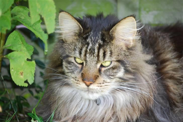 Maine Coon heartbreaker billede 5