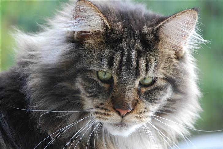 Maine Coon heartbreaker billede 6