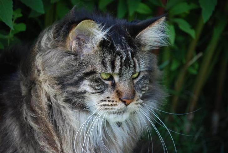 Maine Coon heartbreaker billede 7