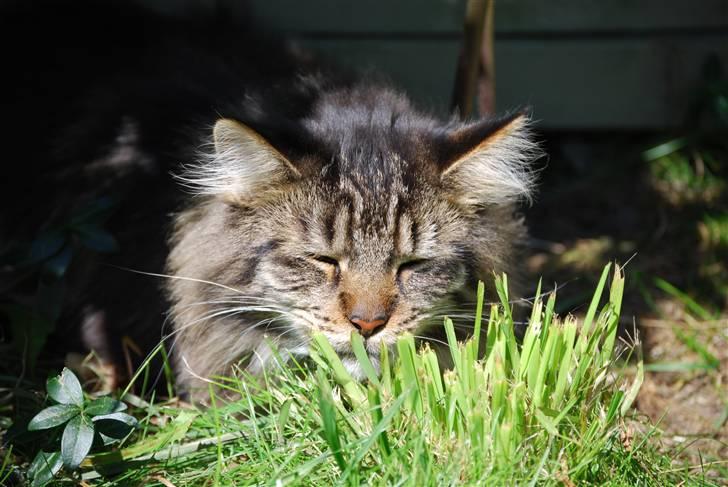 Maine Coon heartbreaker billede 8