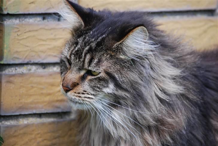 Maine Coon heartbreaker billede 9