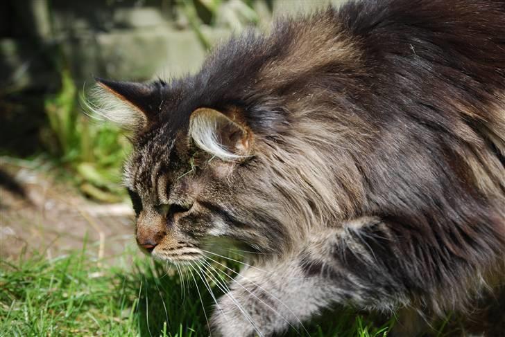 Maine Coon heartbreaker billede 10