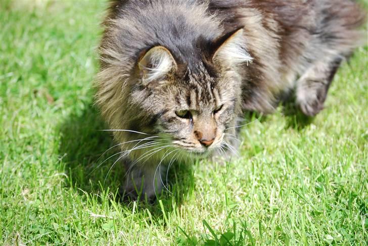 Maine Coon heartbreaker billede 11