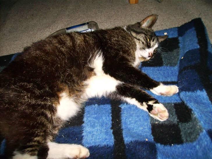 Huskat Bølle billede 1