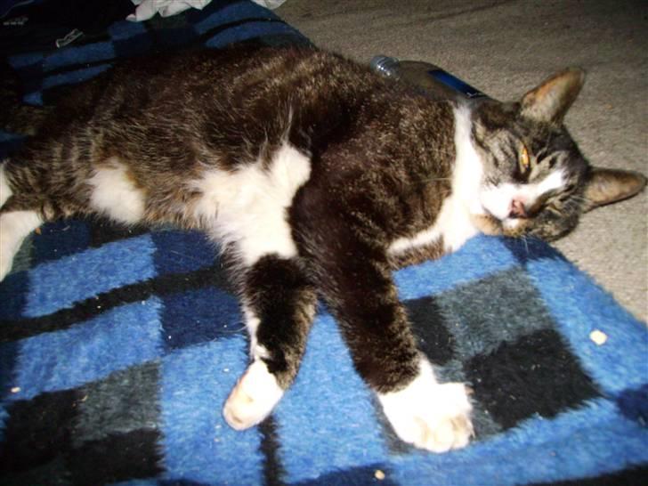 Huskat Bølle billede 2