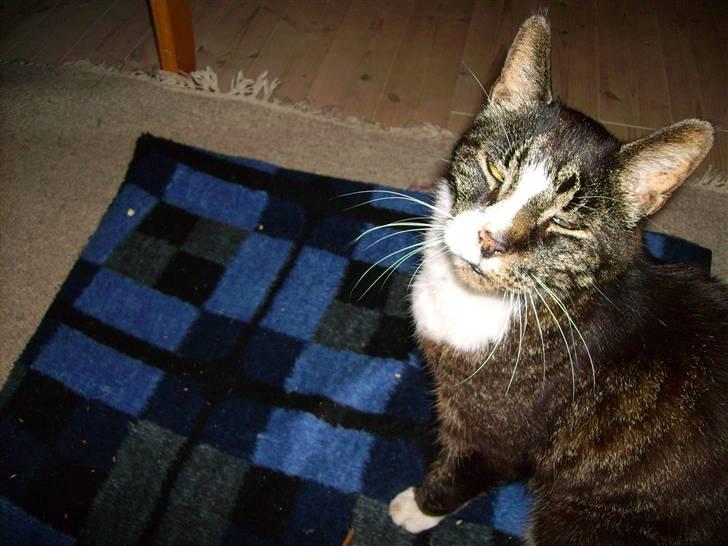 Huskat Bølle billede 3