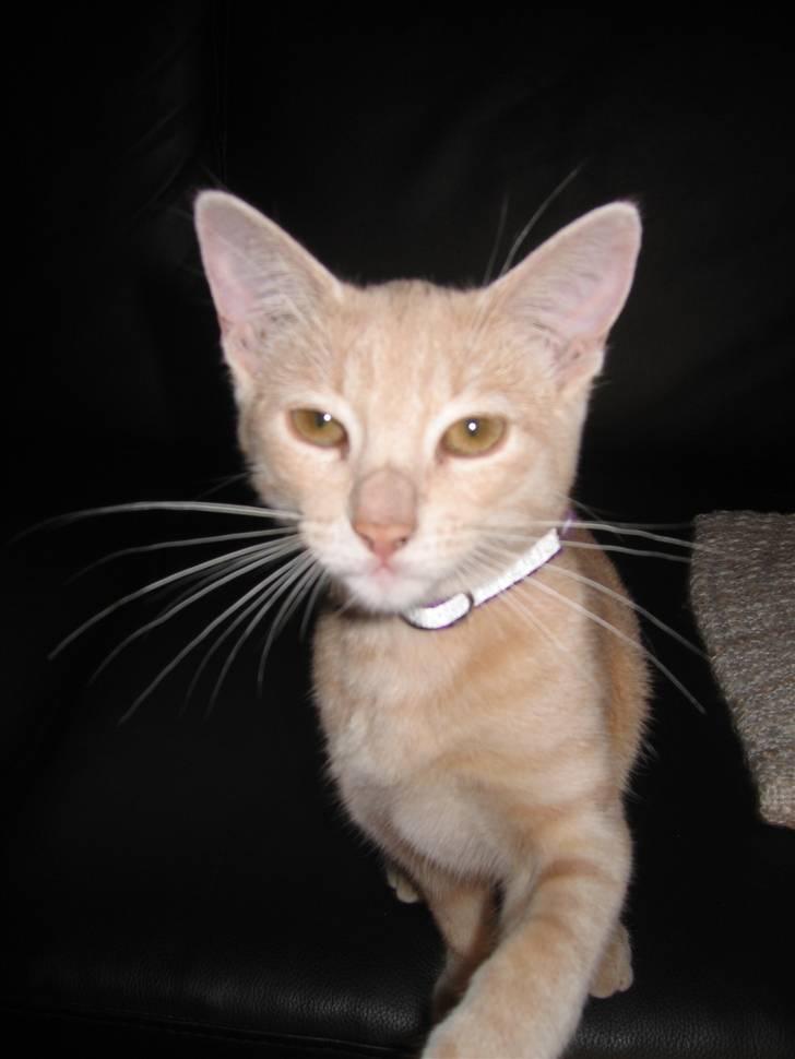 Huskat Tjuping billede 1