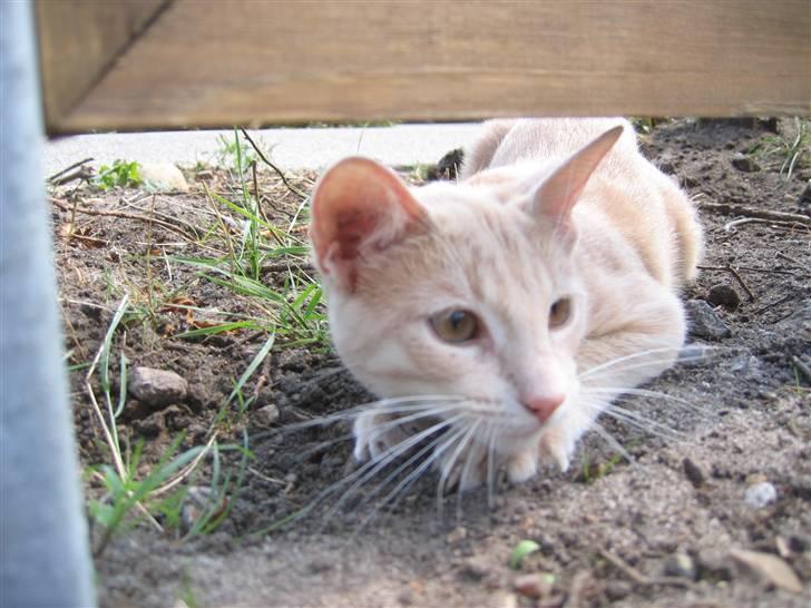 Huskat Tjuping billede 2