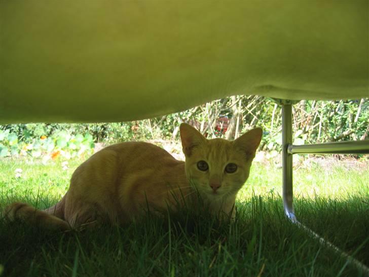 Huskat Tjuping billede 3