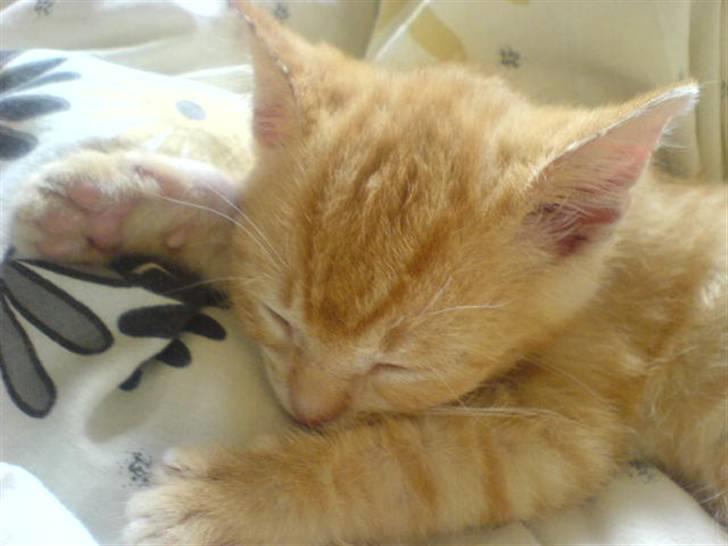 Huskat Garfield - putter billede 1