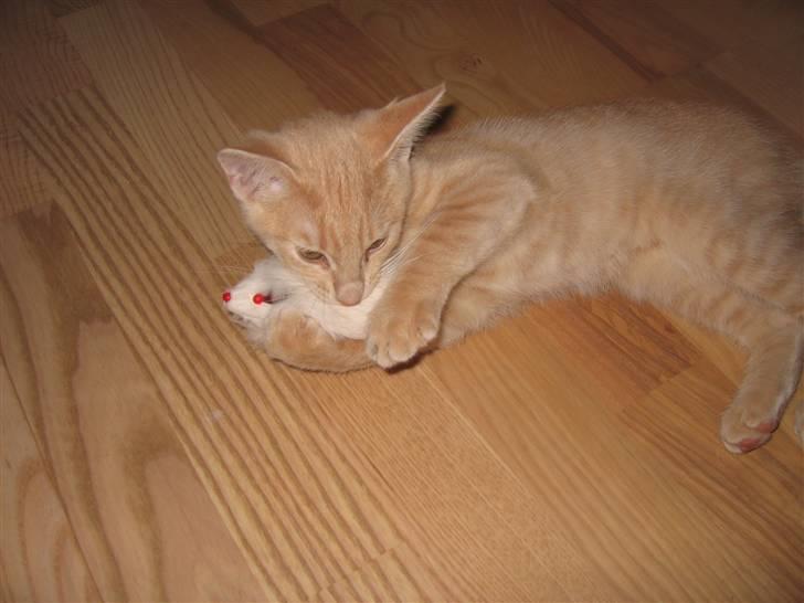 Huskat Tjuping billede 4