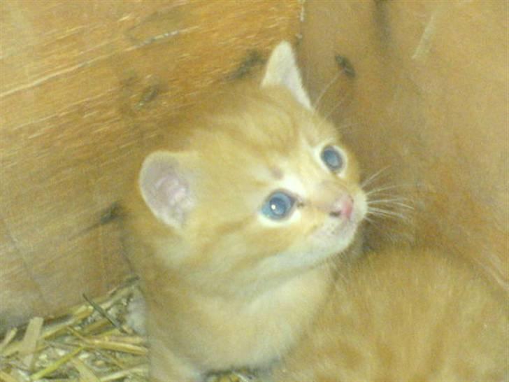 Huskat Garfield - helt lille billede 2