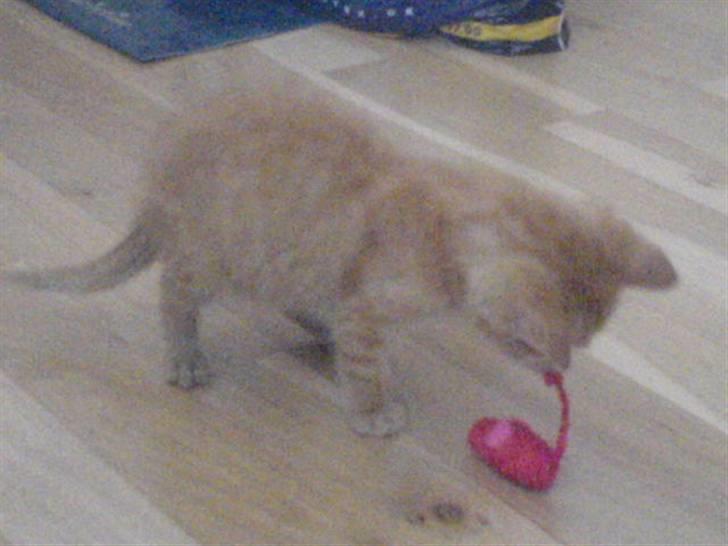 Huskat Garfield - han leger billede 5