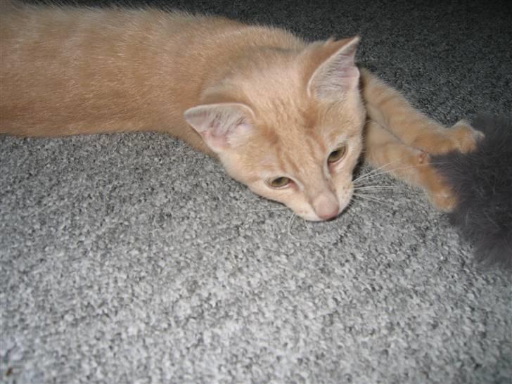 Huskat Tjuping billede 5