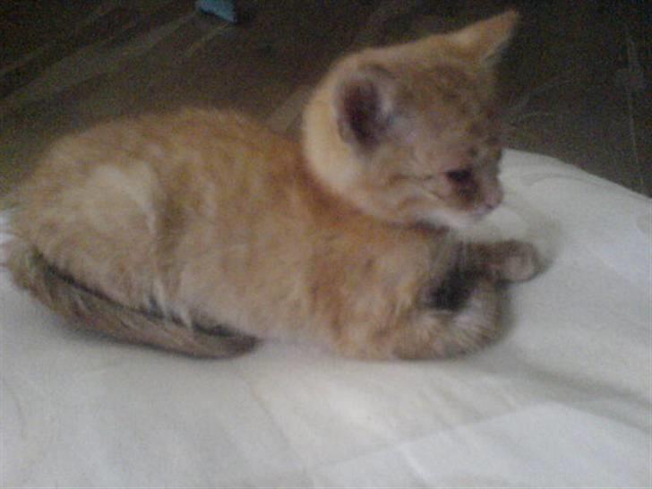 Huskat Garfield - hygge billede 6