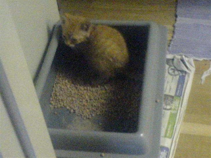 Huskat Garfield - i kattebakken fra første dag billede 8