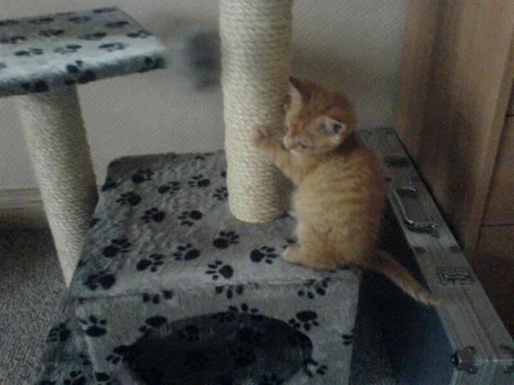 Huskat Garfield - ved min søster de har spændene kradsetræ billede 9