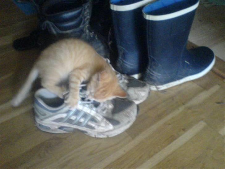 Huskat Garfield - sko er også bare godt legetøj billede 12