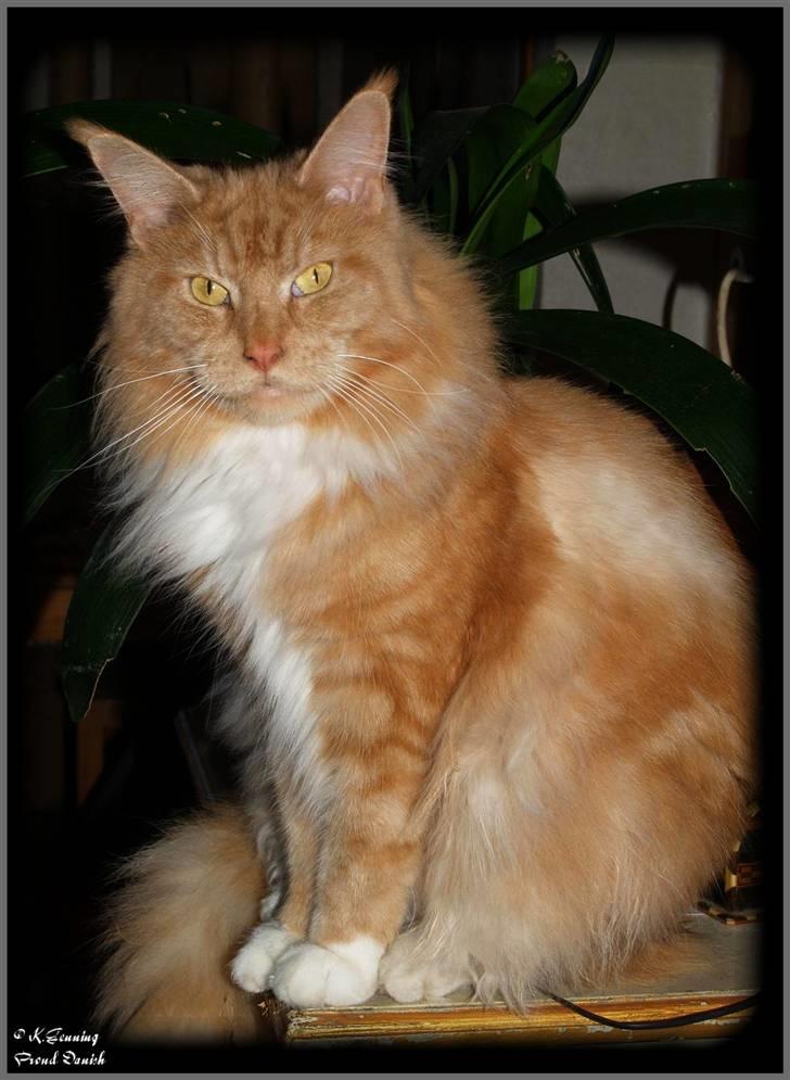 Maine Coon DK Thessen Rosita - NYT Januar 2010 billede 1