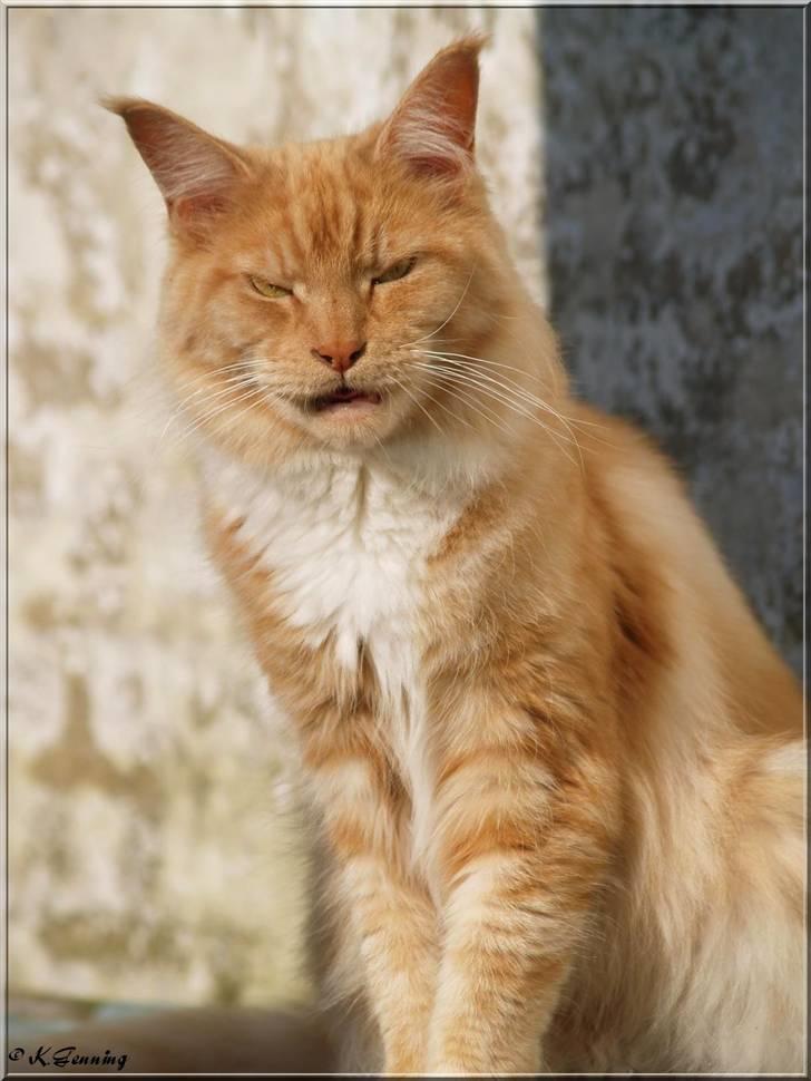 Maine Coon DK Thessen Rosita - NYT 31-08 2009 billede 2