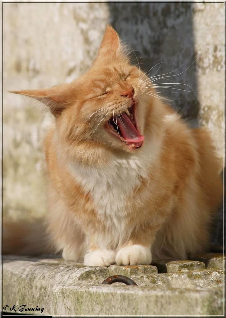 Maine Coon DK Thessen Rosita - NYT 31-08 2009 billede 3