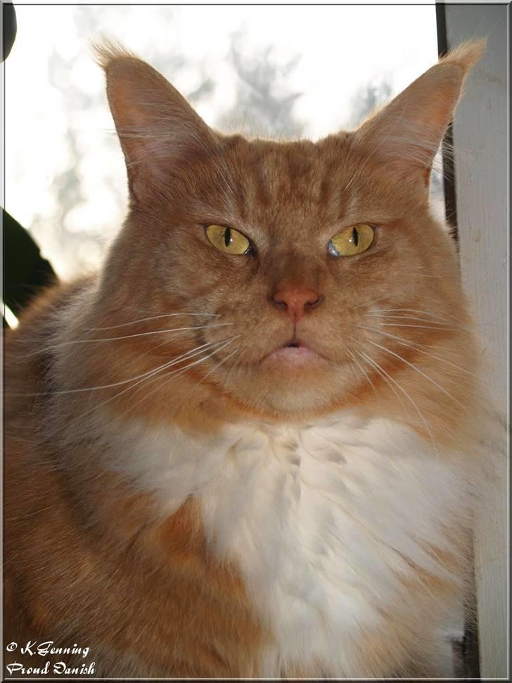 Maine Coon DK Thessen Rosita - Rositta den 20-11-2009 billede 4