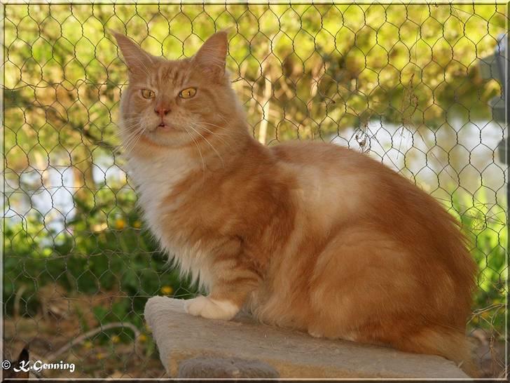 Maine Coon DK Thessen Rosita billede 5