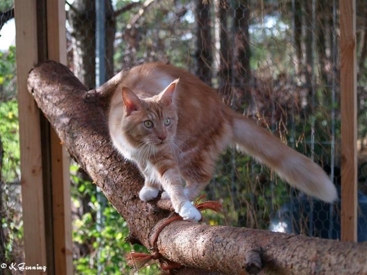 Maine Coon DK Thessen Rosita billede 6