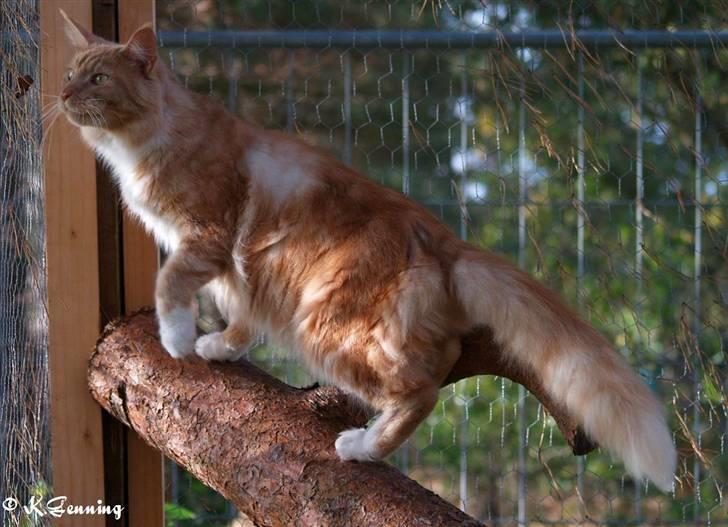 Maine Coon DK Thessen Rosita billede 7