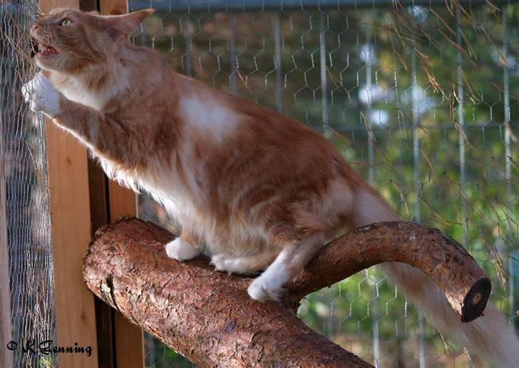 Maine Coon DK Thessen Rosita billede 8