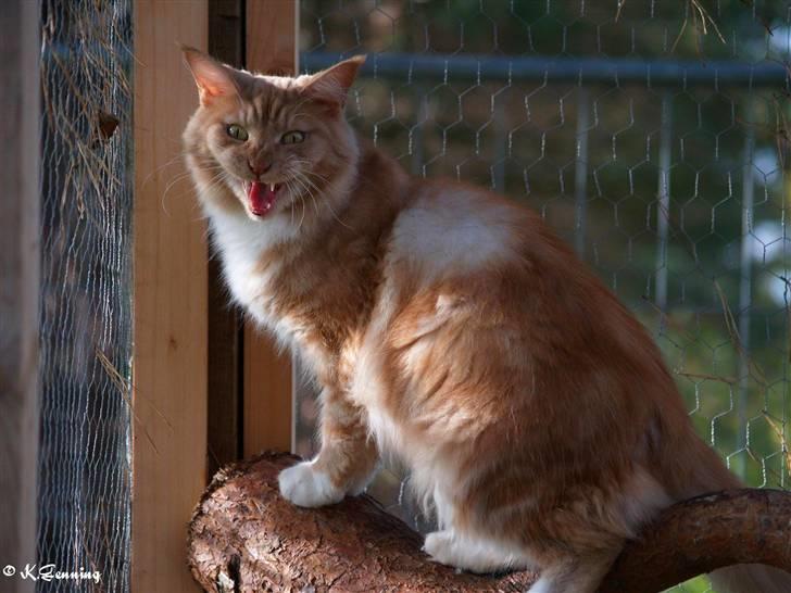 Maine Coon DK Thessen Rosita billede 9