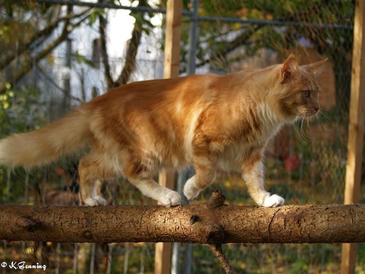 Maine Coon DK Thessen Rosita billede 10