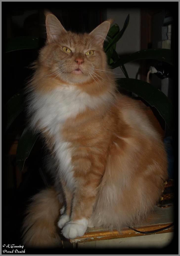 Maine Coon DK Thessen Rosita billede 11
