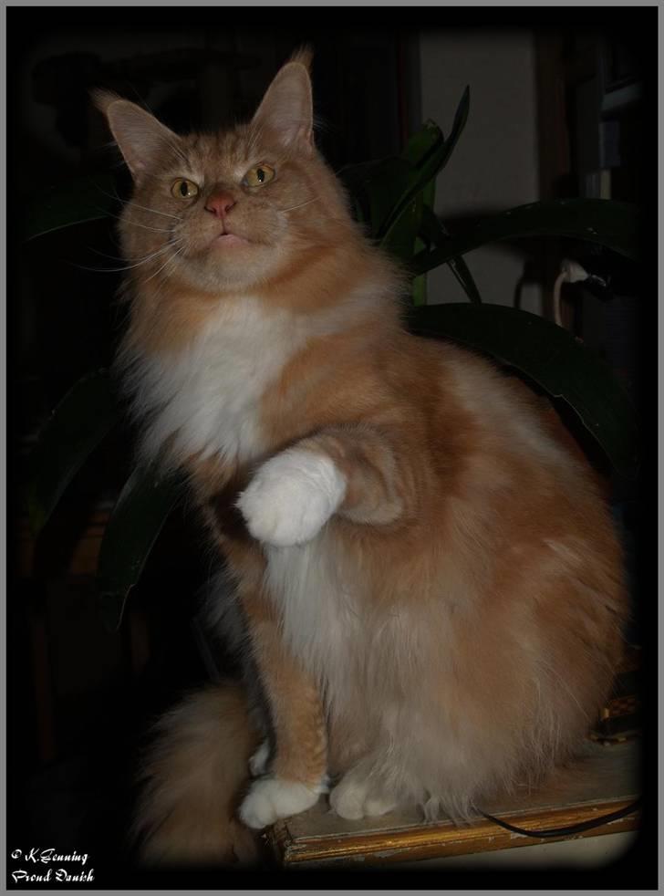 Maine Coon DK Thessen Rosita billede 12