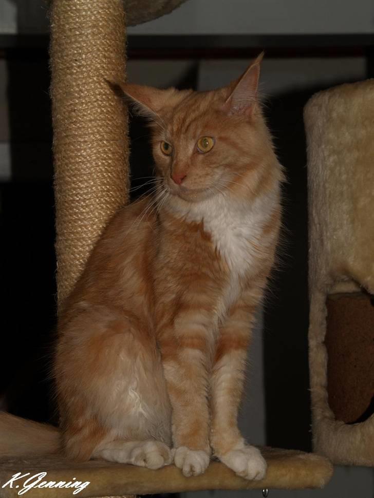 Maine Coon DK Thessen Rosita billede 13