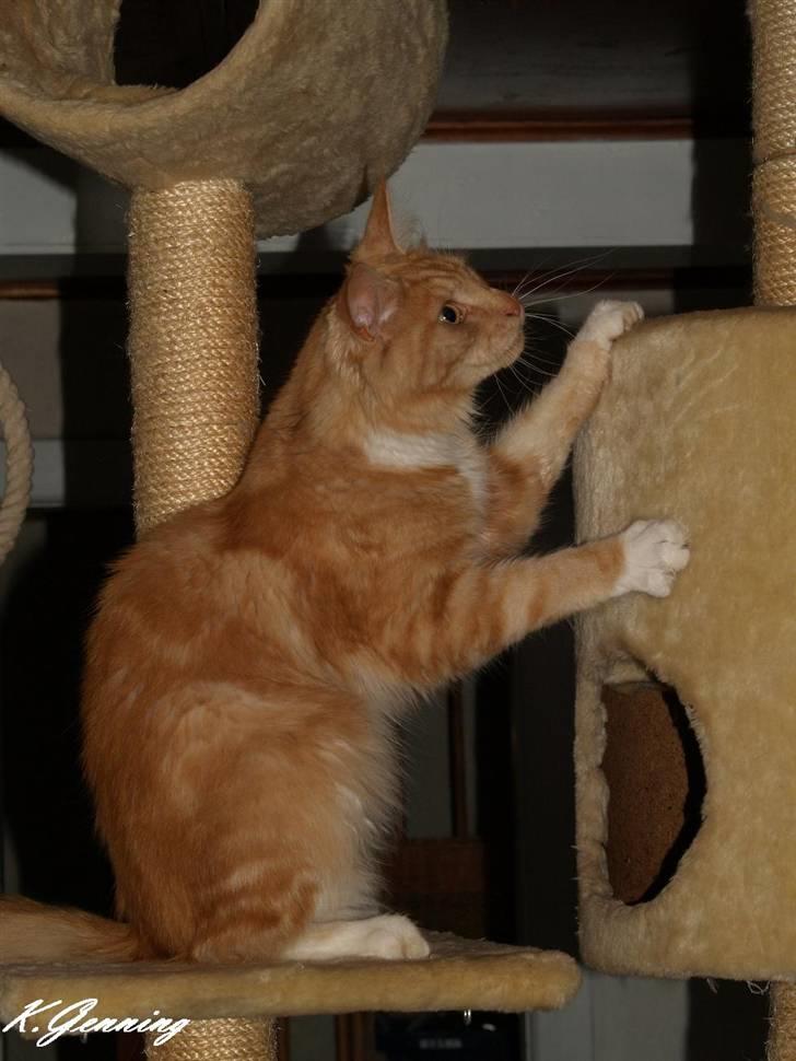 Maine Coon DK Thessen Rosita billede 14