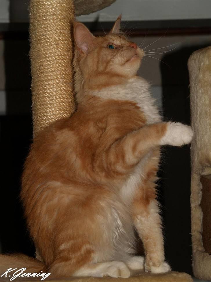 Maine Coon DK Thessen Rosita billede 15