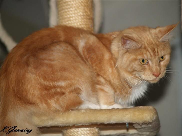 Maine Coon DK Thessen Rosita billede 16