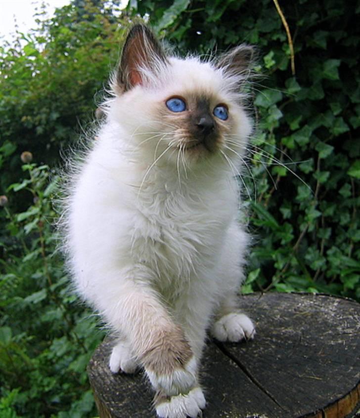 Hellig Birma Chicabee's Calypso  - calypso 9 ½ uge gammel billede 13