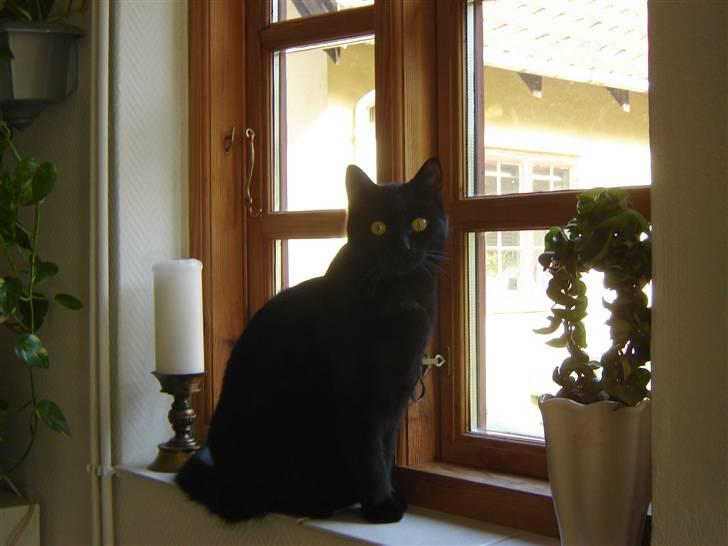 Huskat Cæsar billede 15