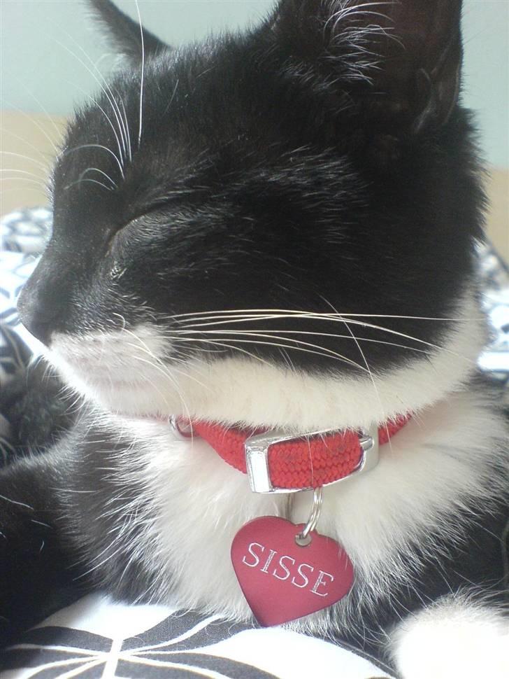 Huskat Sisse - Jeg har fået en meget fin halskæde af mor og far! Den er jeg glad for... billede 19