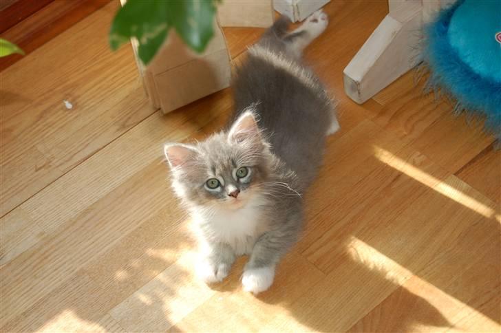 Norsk Skovkat Ronja - Er jeg ikke dejlig mor.... billede 4